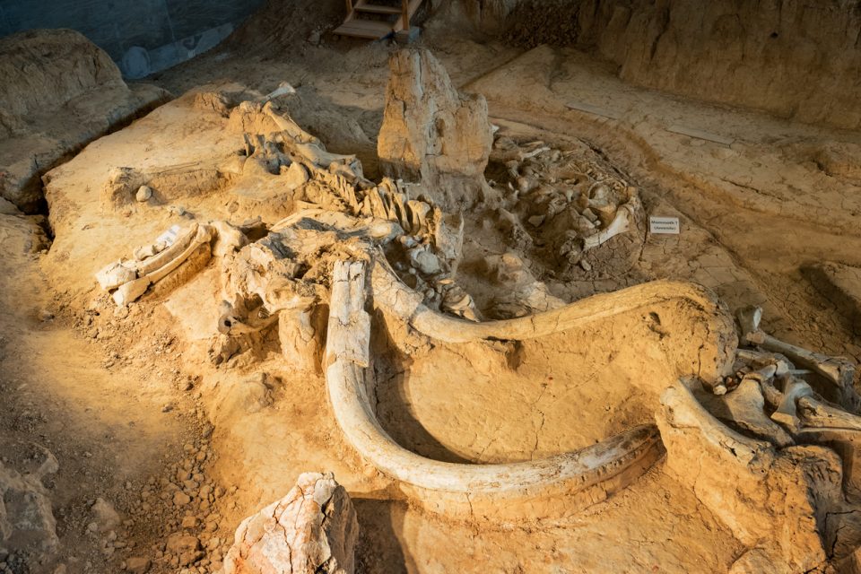 Waco Mammoth Free National Parks Week