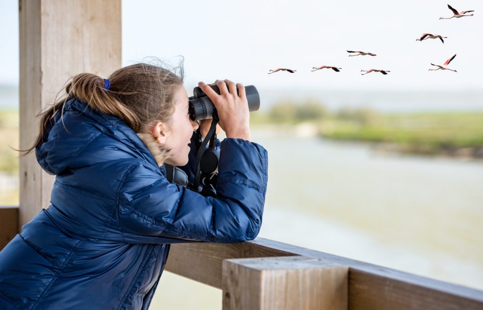 Bird Watching At Hazel Bazemore Park - Mike Shaw Toyota