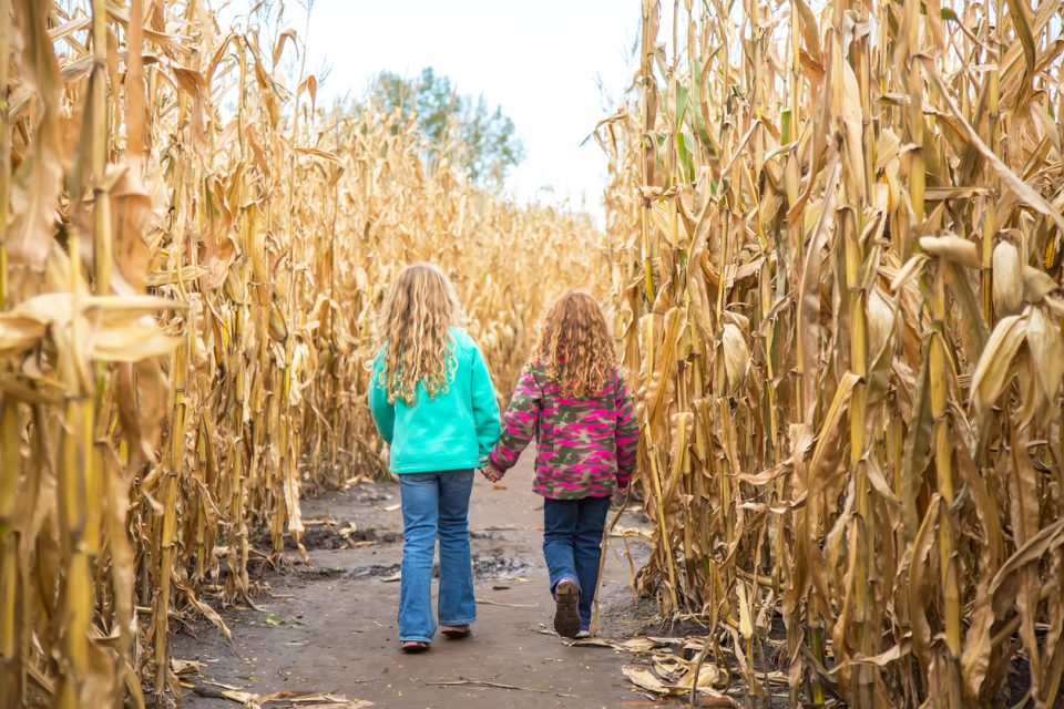 Fall Festival