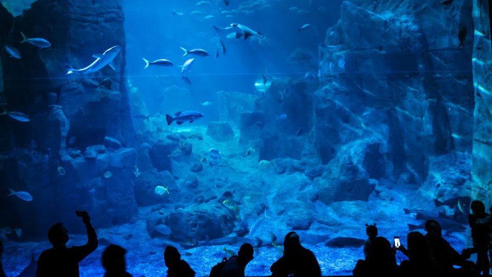 Aquarium