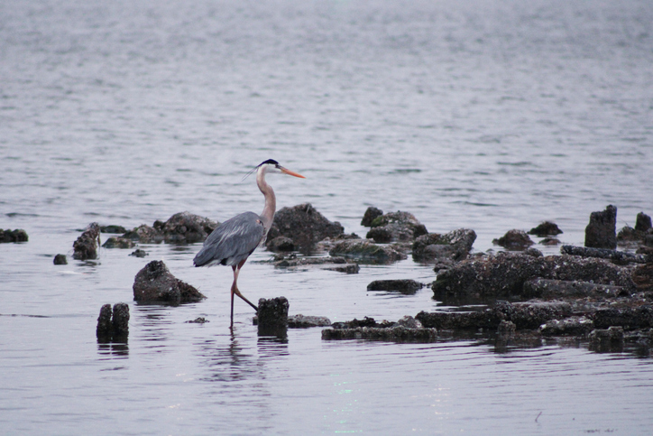 A Great Blue Heron wades in the shallow water of the Laguna Madre near Corpus Christi, Texas USA in the mid-morning hours. Great Blue Heron are found in both salt and fresh water all throughout the middle ranges of the United States of America and are known partly for their size and the way that they stand “statue-like” waiting on prey.
