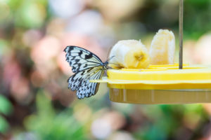 Cute butterfly sitting on tray feeder with banana