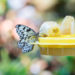 Welcome Wildlife With This DIY Butterfly Water Feeder